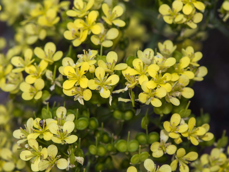 Biscutella frutescens.11
