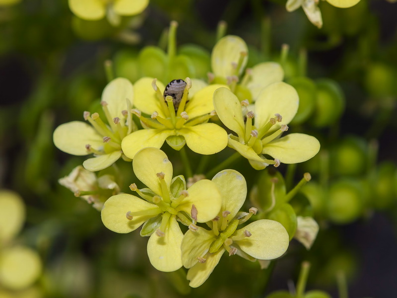 Biscutella frutescens.12