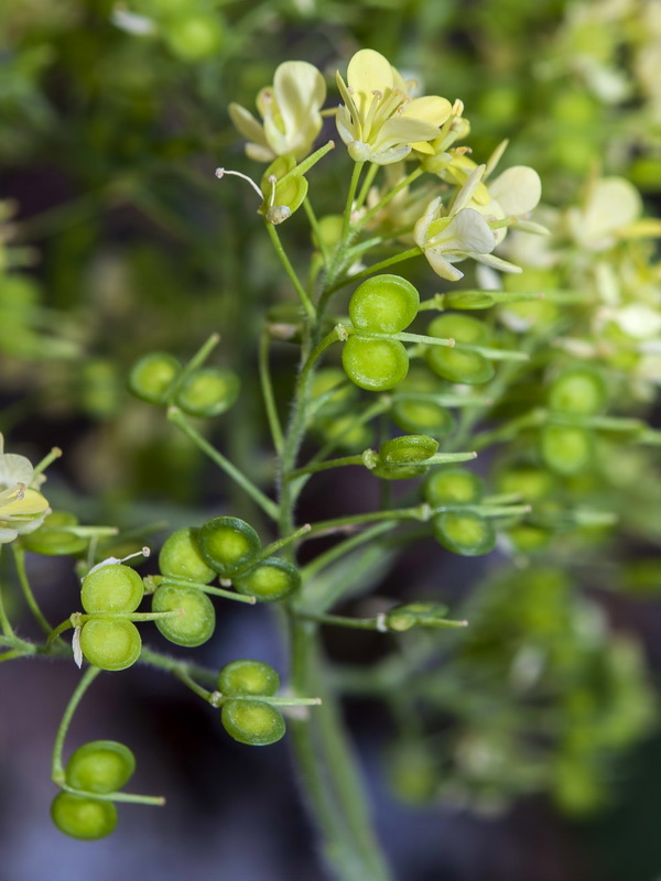 Biscutella frutescens.13