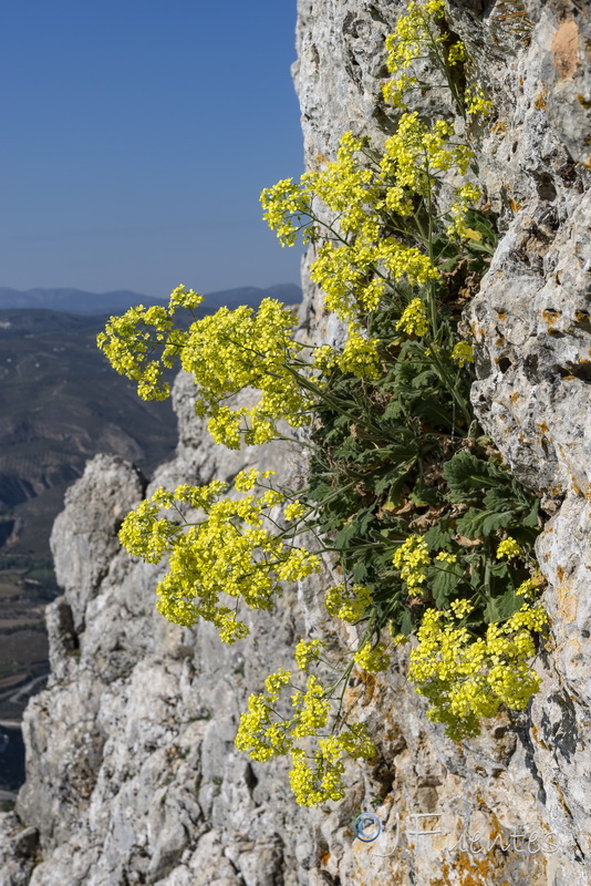 Biscutella frutescens.14