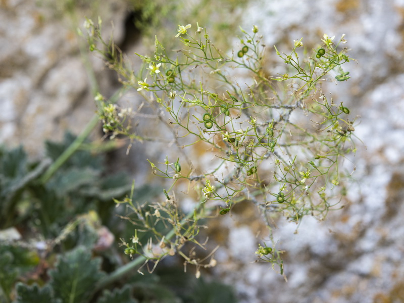 Biscutella frutescens.27