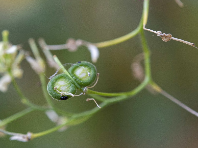 Biscutella frutescens.28