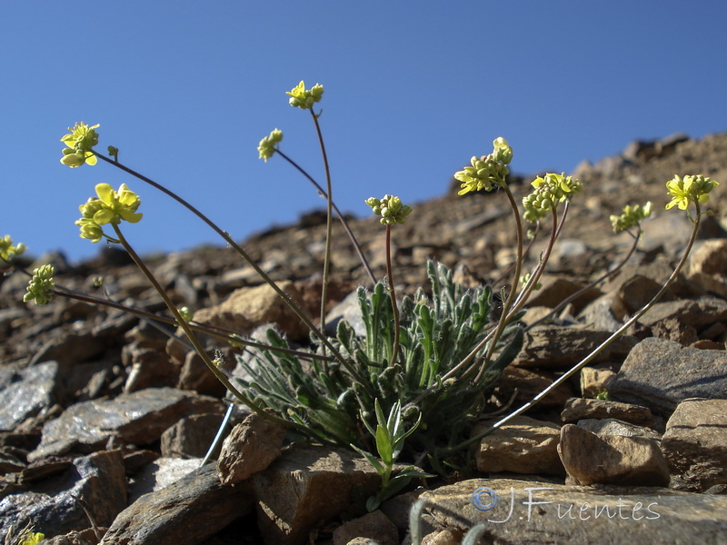 Biscutella glacialis.03