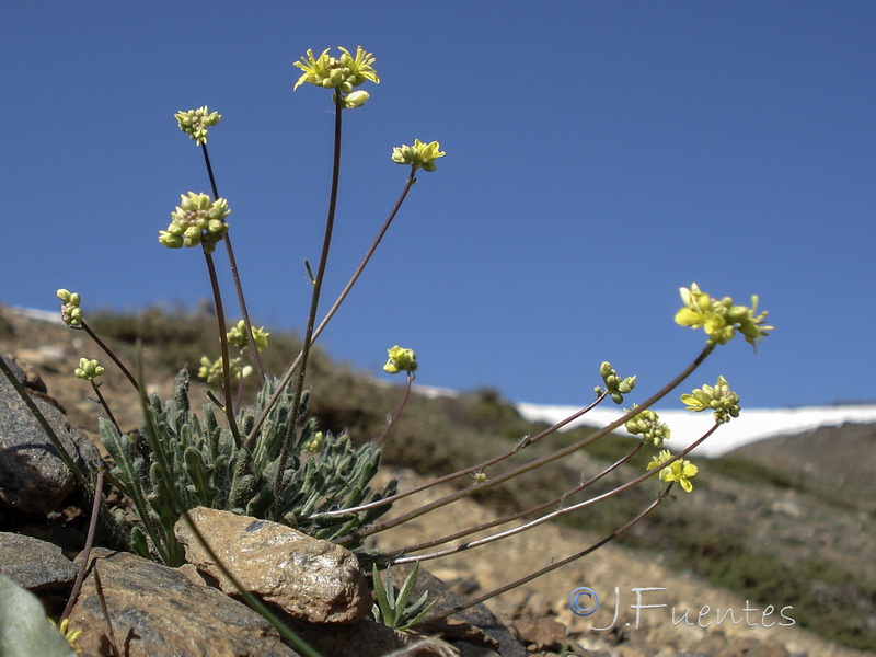 Biscutella glacialis.04