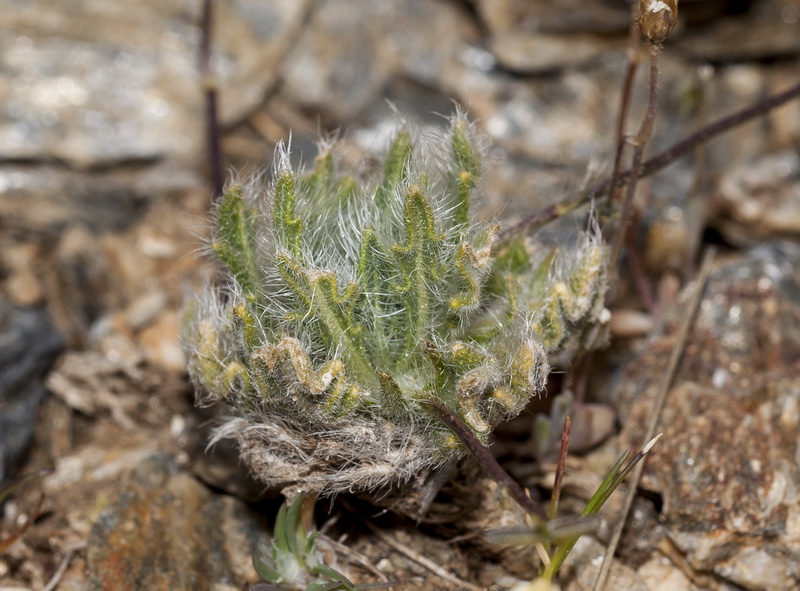 Biscutella glacialis.06