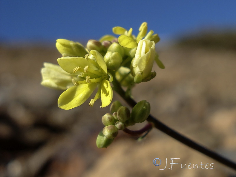 Biscutella glacialis.09