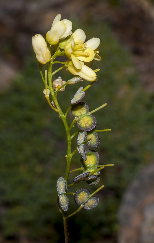 Biscutella glacialis.10