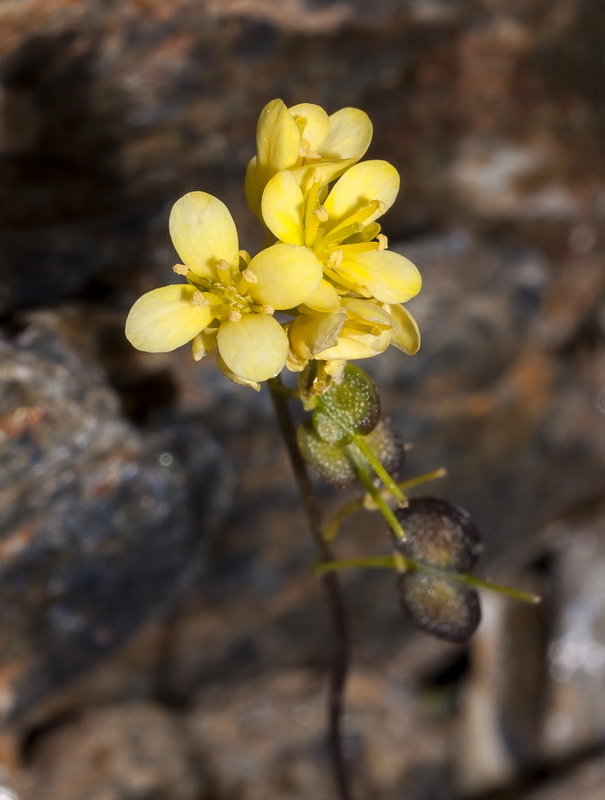 Biscutella glacialis.11