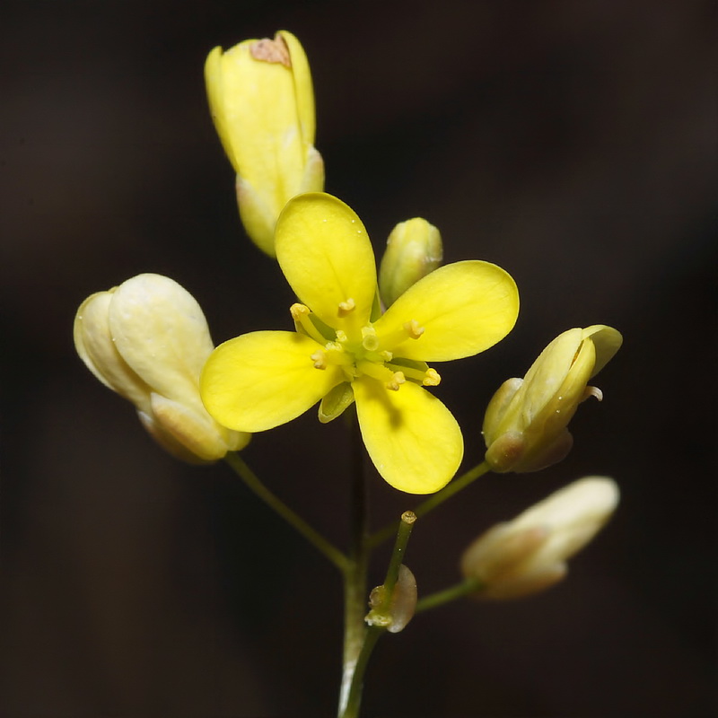 Biscutella glacialis.13