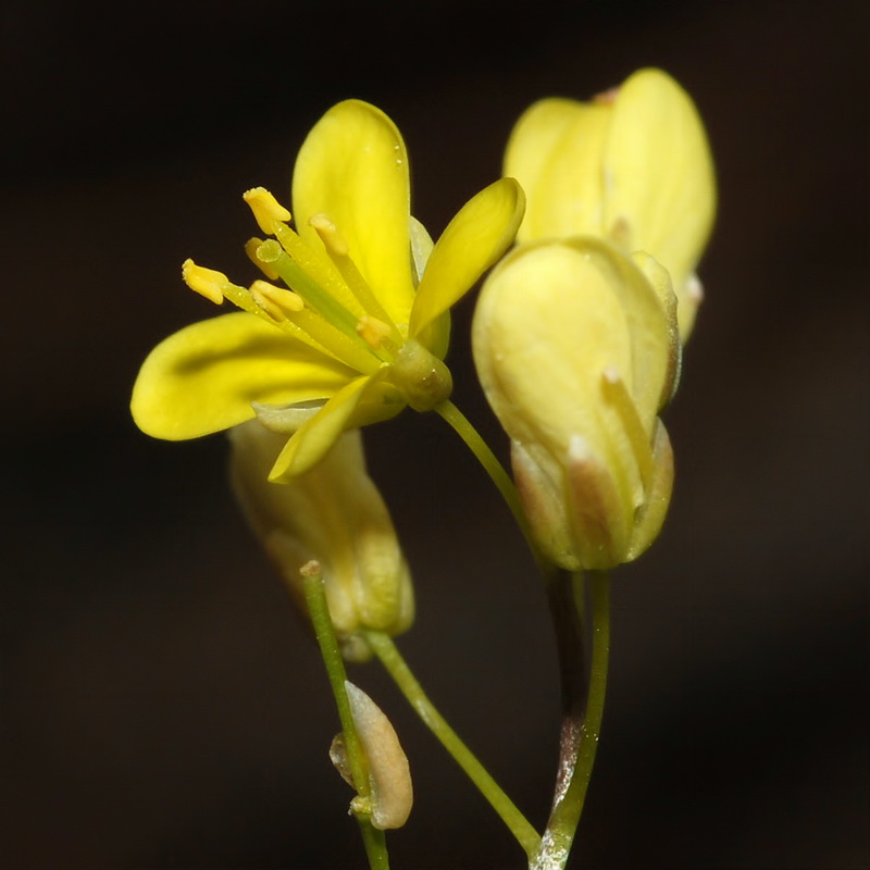 Biscutella glacialis.14