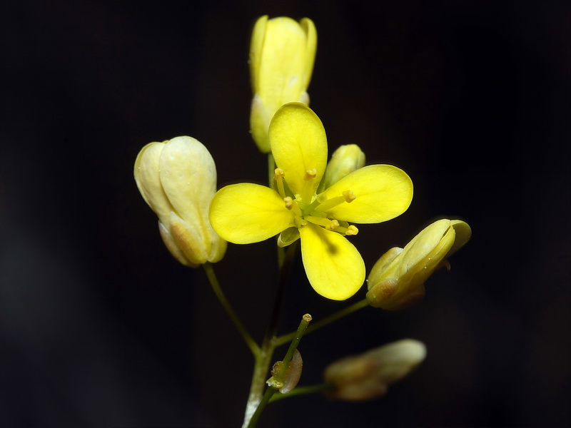 Biscutella glacialis.16