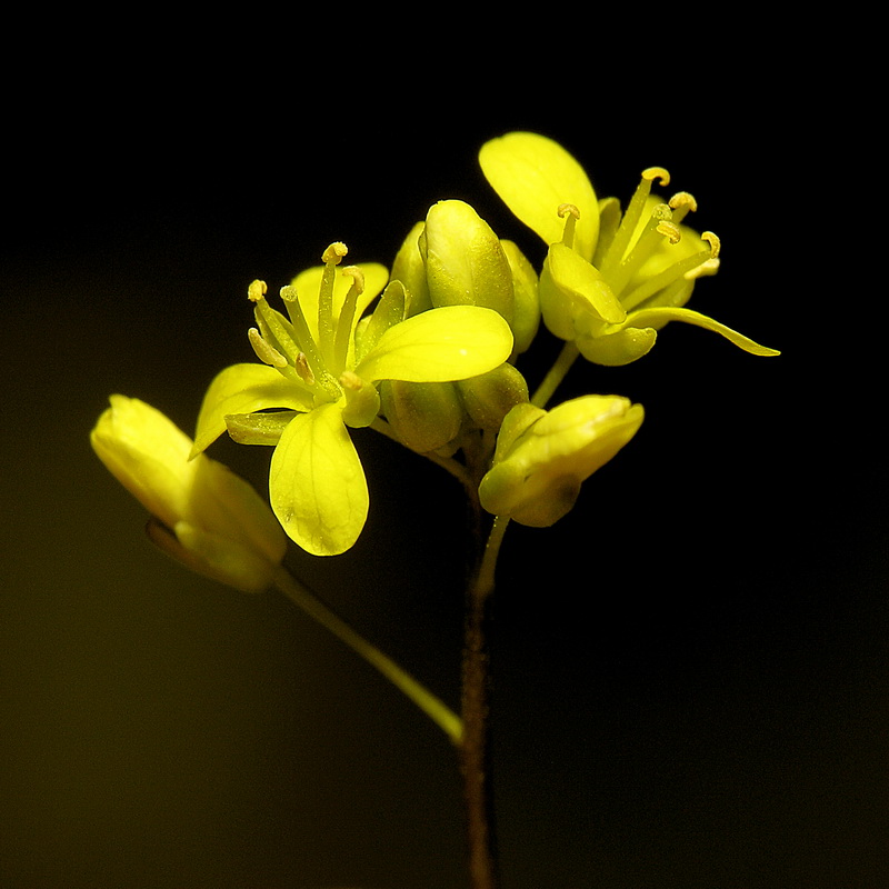 Biscutella glacialis.18