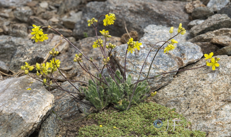 Biscutella glacialis.19