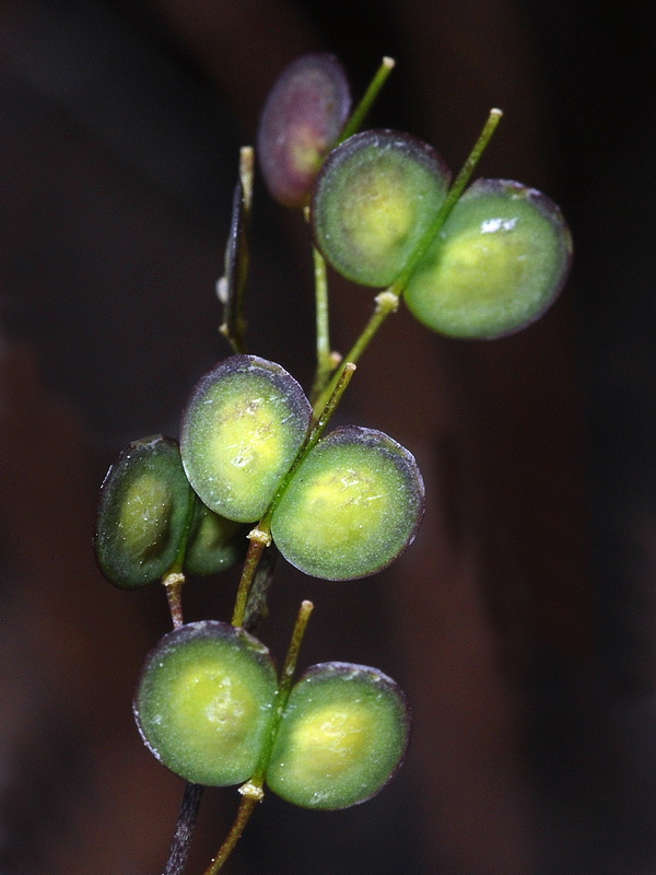 Biscutella glacialis.21