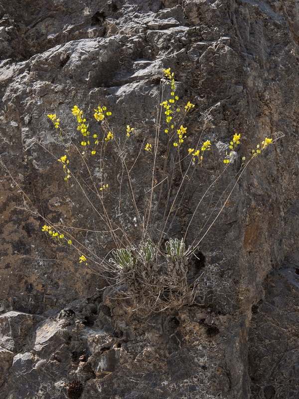 Biscutella laxa.03