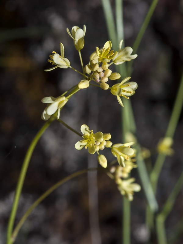 Biscutella laxa.06