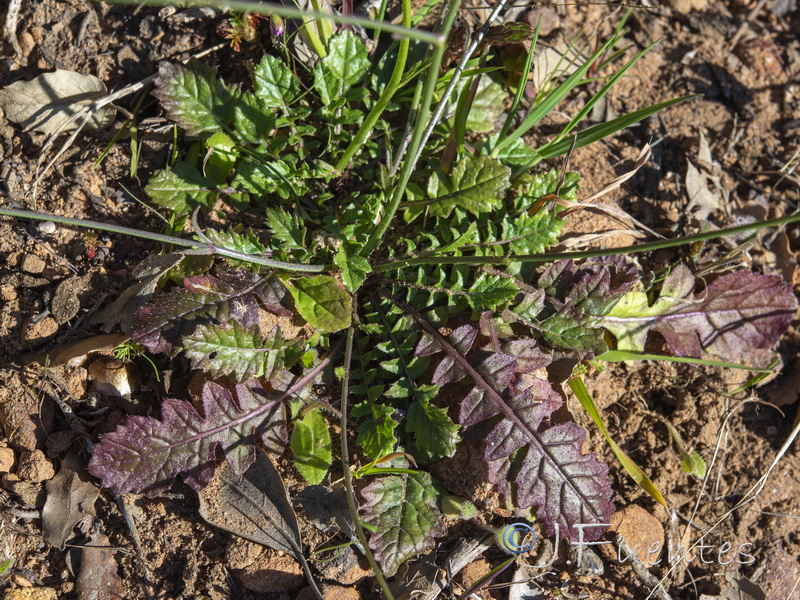 Biscutella lyrata.02