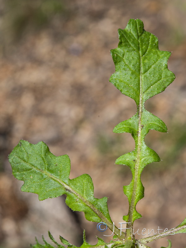 Biscutella lyrata.04