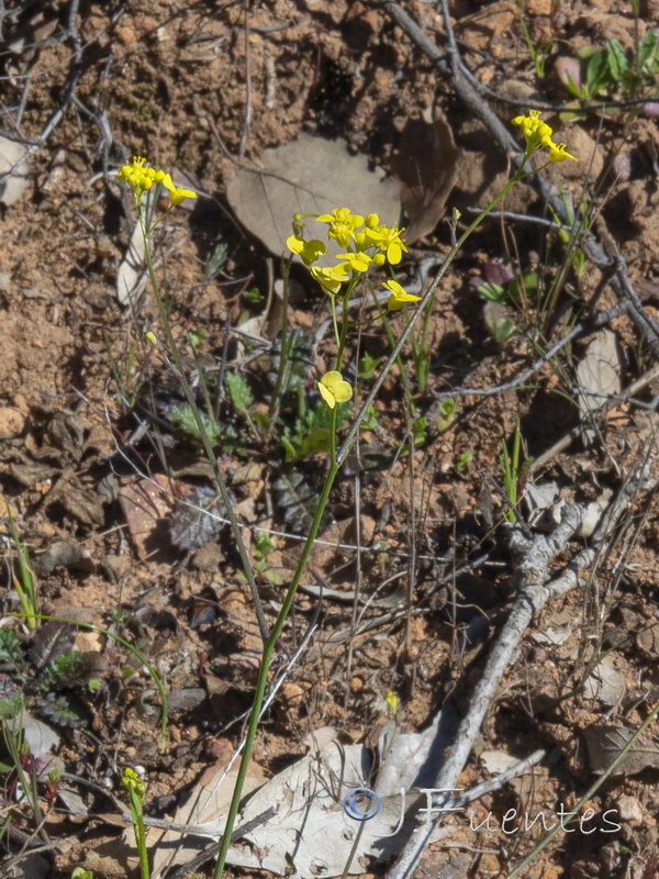 Biscutella lyrata.05