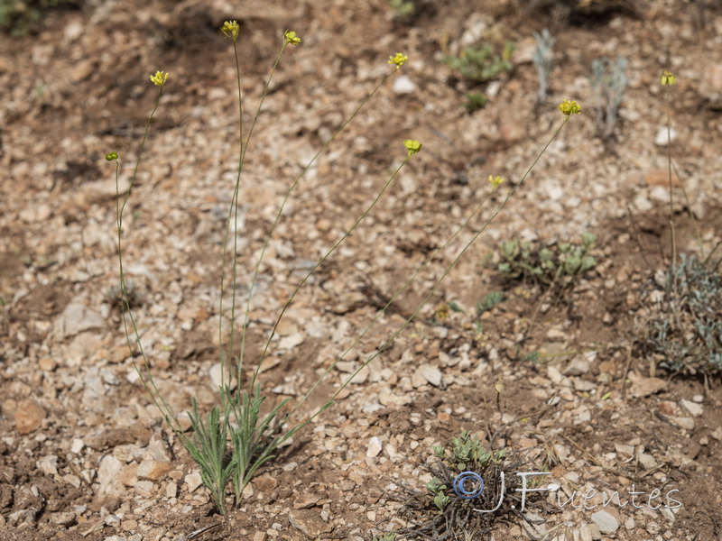 Biscutella stenophylla.01