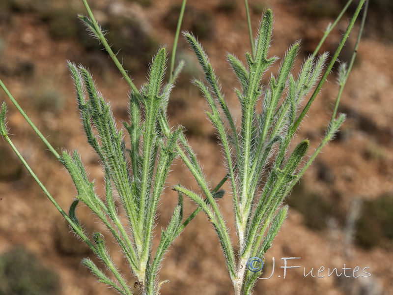 Biscutella stenophylla.03