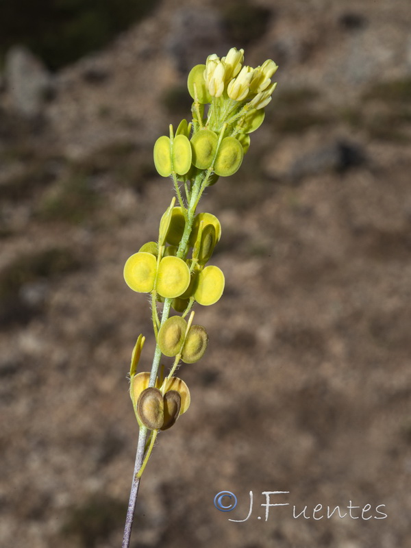 Biscutella stenophylla.04
