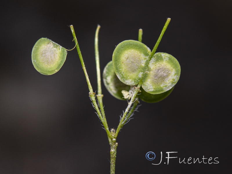 Biscutella stenophylla.05