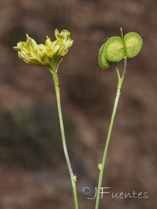 Biscutella stenophylla.06