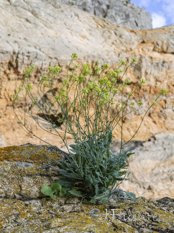 Biscutella variegata.01