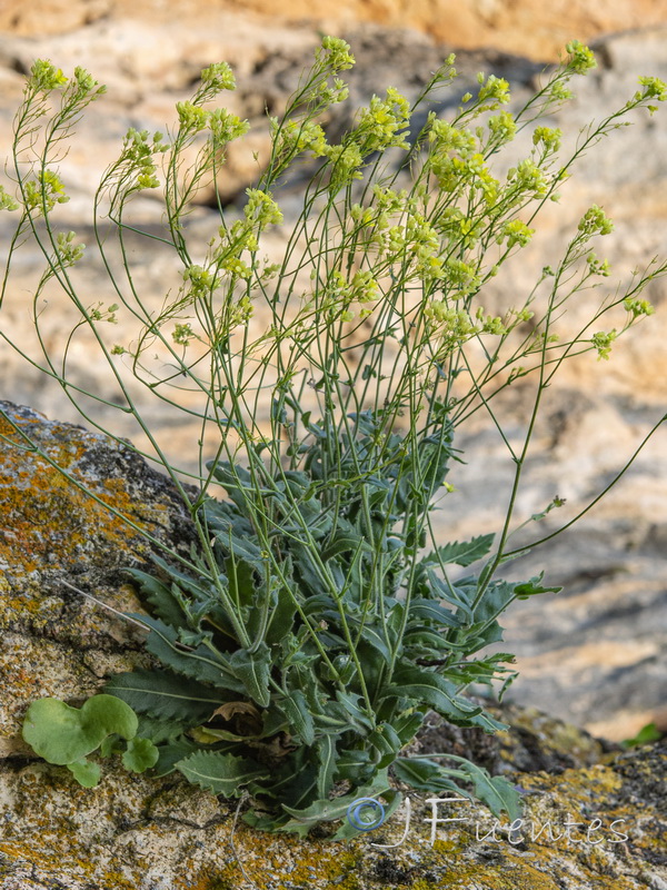 Biscutella variegata.02