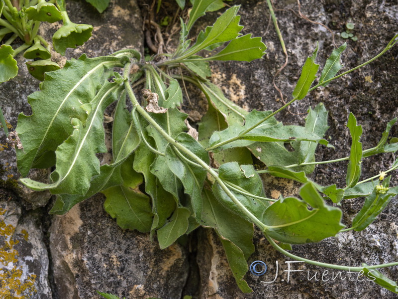 Biscutella variegata.03