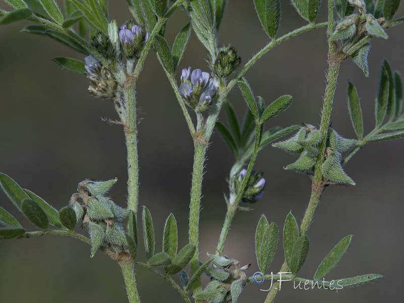 Astragalus epiglotis.18