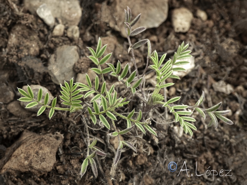 Astragalus epiglotis.19