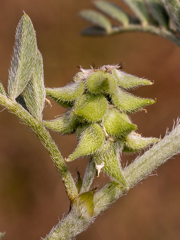 Biserrula epiglottis.01