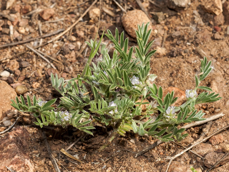 Biserrula epiglottis.02