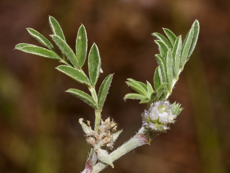 Biserrula epiglottis.05