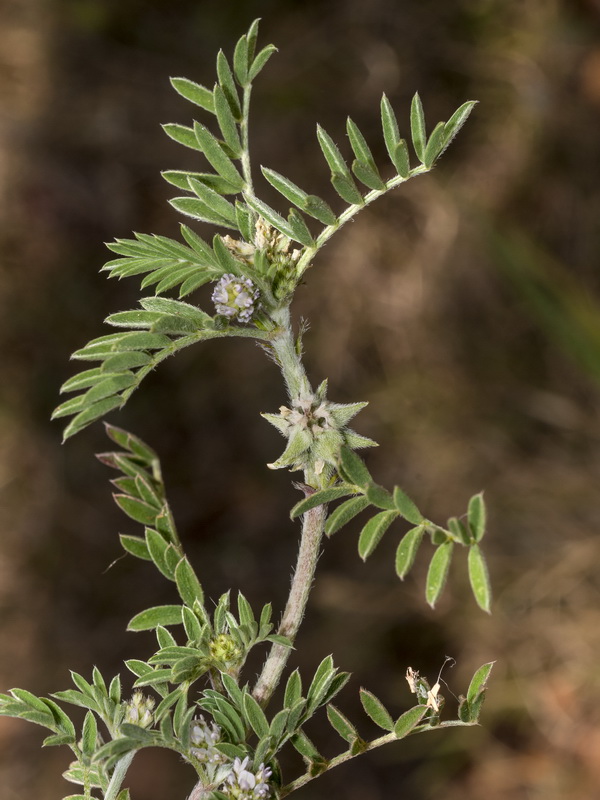 Biserrula epiglottis.06