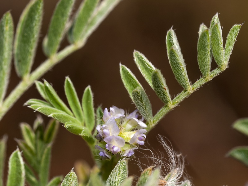 Biserrula epiglottis.07