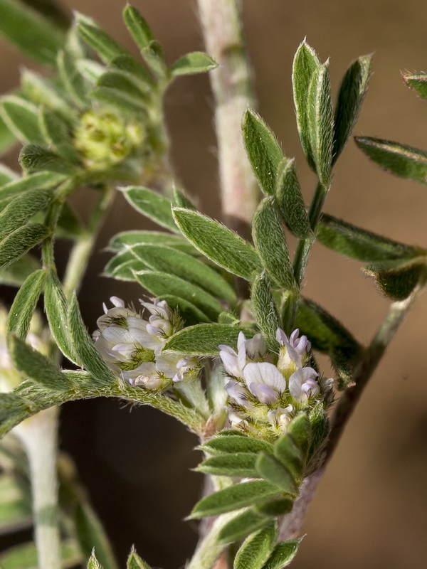 Biserrula epiglottis.10