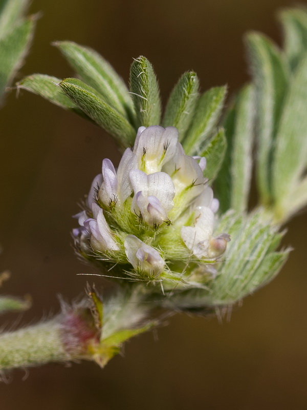 Biserrula epiglottis.11