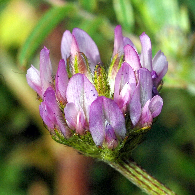 Biserrula pelecinus.02