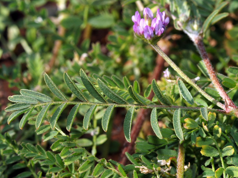 Biserrula pelecinus.04