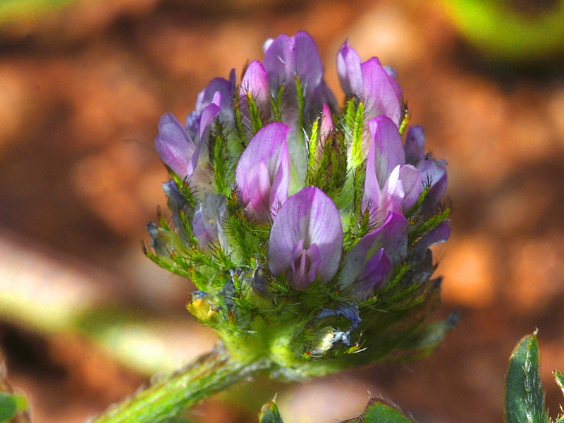 Biserrula pelecinus.06