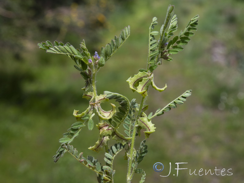 Biserrula pelecinus.05