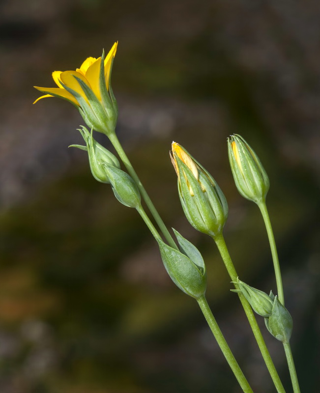 Blackstonia acuminata acuminata.17