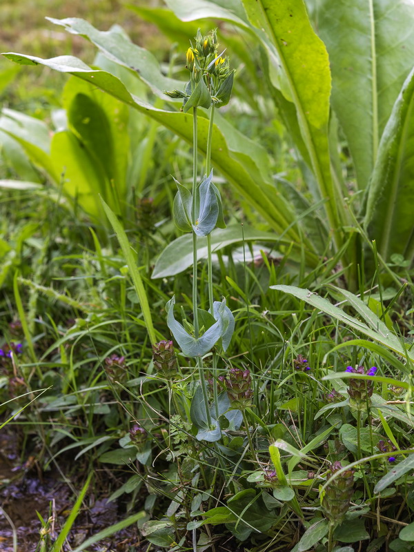 Blackstonia perfoliata intermedia.01