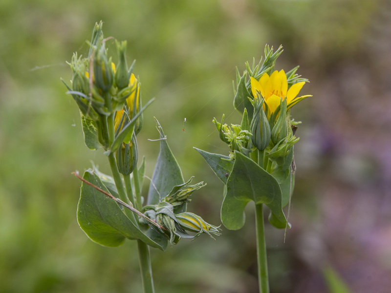 Blackstonia perfoliata intermedia.02