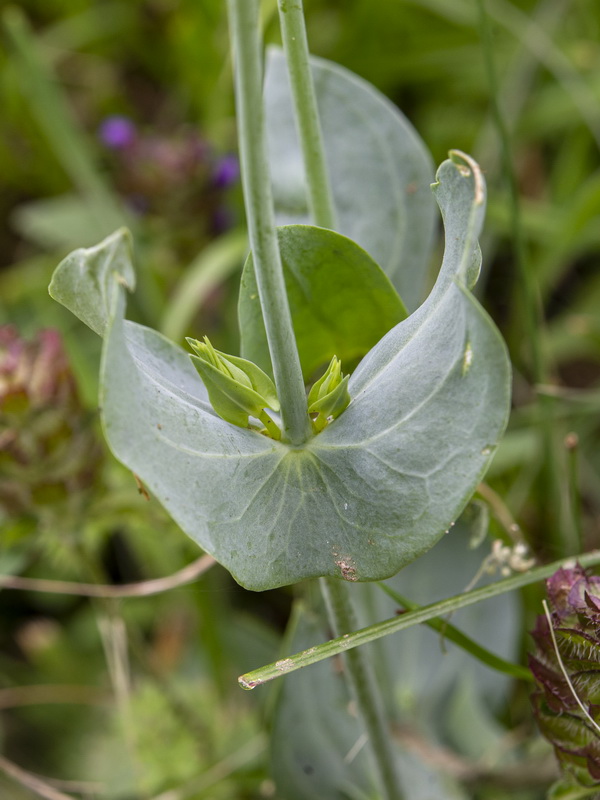 Blackstonia perfoliata intermedia.03