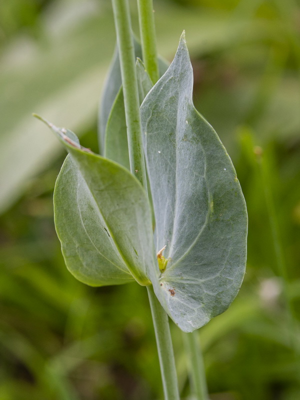 Blackstonia perfoliata intermedia.04