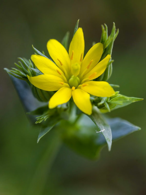 Blackstonia perfoliata intermedia.05